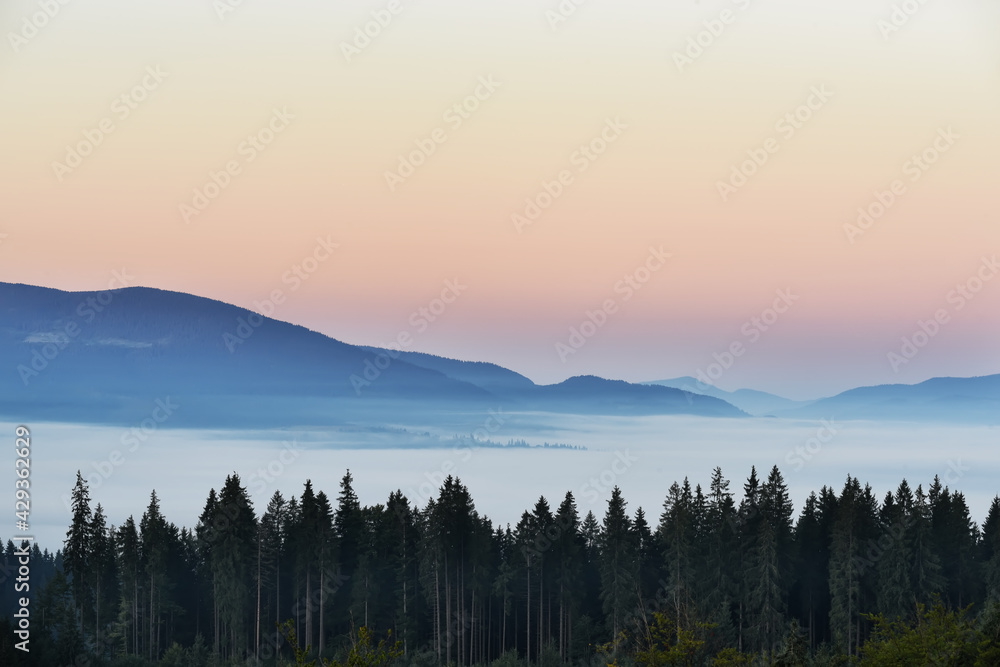 Obraz premium View of the mountains in the fog and the spruce forest in the early morning. Magnificent mountain morning.