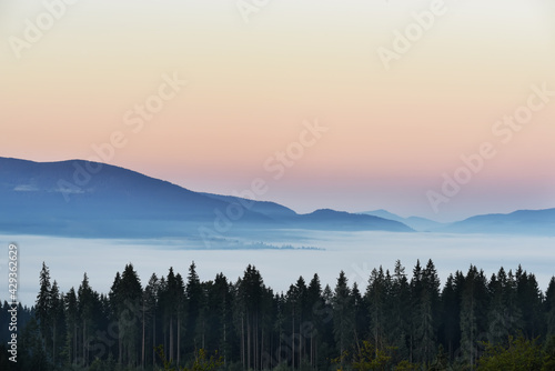 View of the mountains in the fog and the spruce forest in the early morning. Magnificent mountain morning. © Ann Stryzhekin