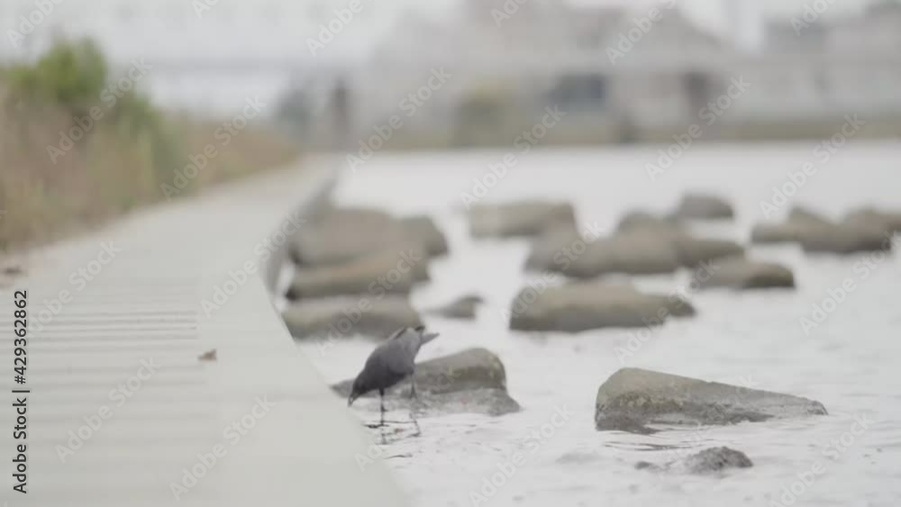 Close-up of wild crows, walk around the water and eat Close-up of wild crows, walk around the water and eat
