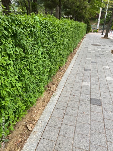 Green trees I met while passing the promenade