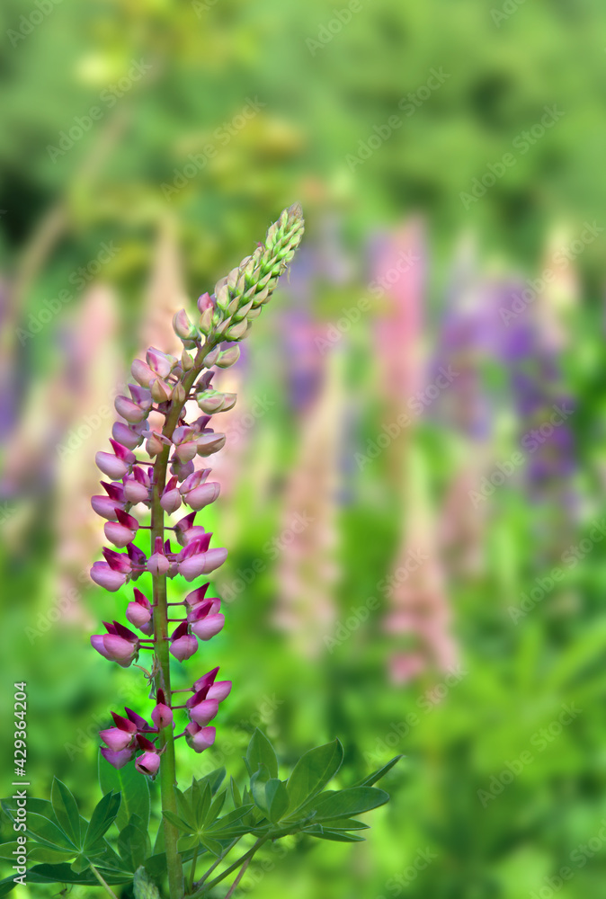 Wild flowers pink and violet lupin ( Lupinus albus ) blooming in sun light in summer on meadow Wild flowers pink and violet lupin ( Lupinus albus ) blooming in sun light in summer on meadow