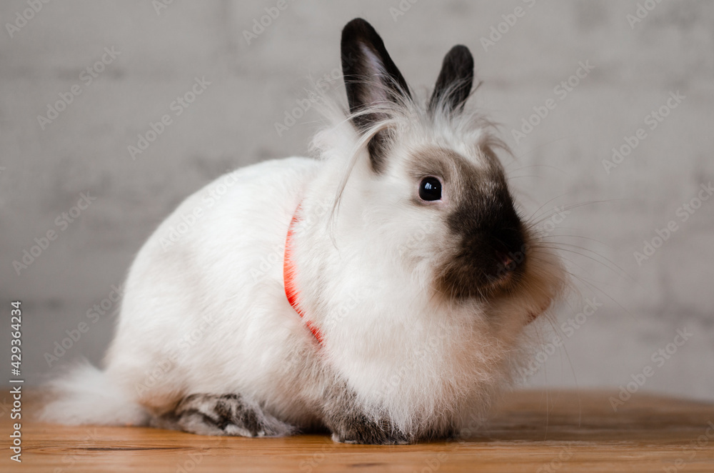 beautiful cute fluffy decorative pet rabbit in a bow sits on a wooden surface beautiful cute fluffy decorative pet rabbit in a bow sits on a wooden surface