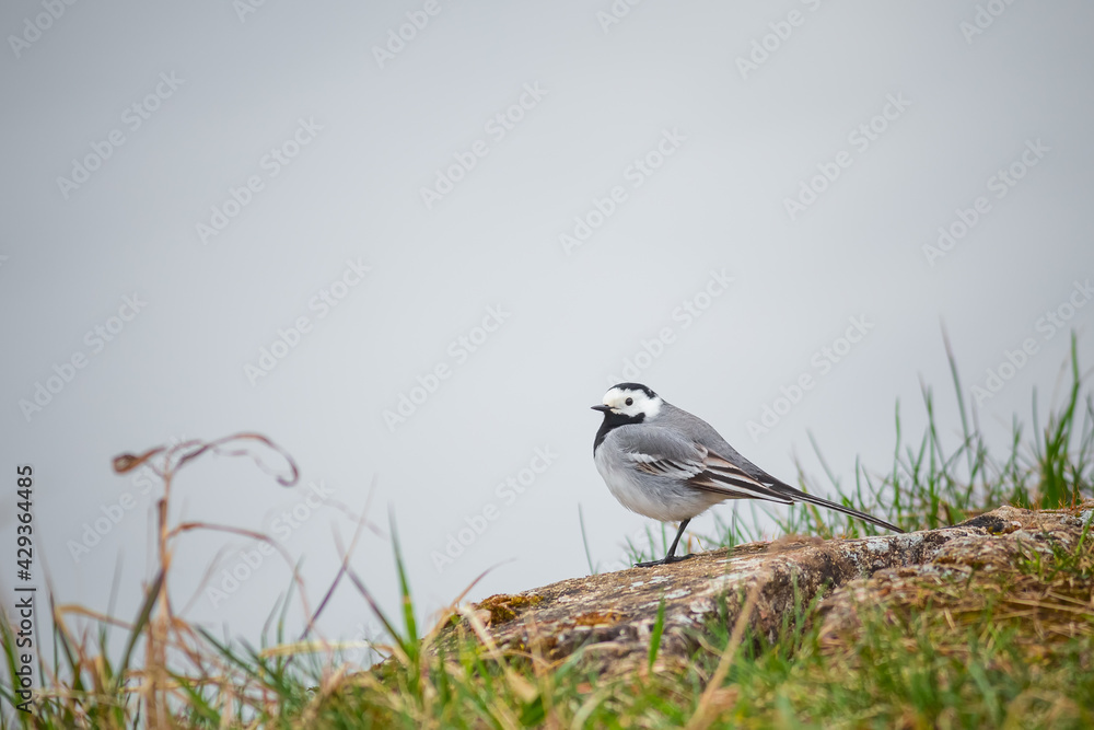 Bird White Wagtail, Motacilla alba, picture of White Wagtail Bird White Wagtail, Motacilla alba, picture of White Wagtail