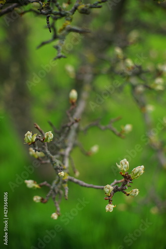 Flowering pear tree closeup branch in spring garden.