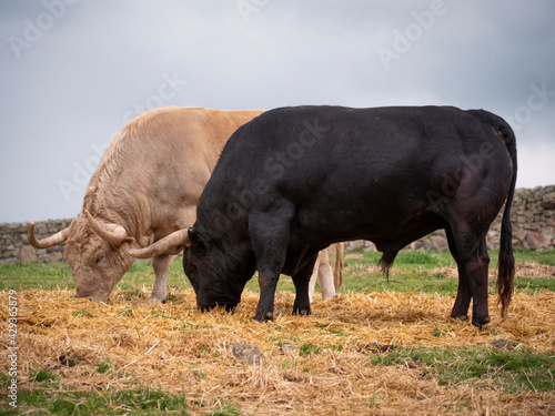 Black and golden five year old spanish bull eating hay in a meadow.