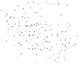 A flock of birds isolated on a white