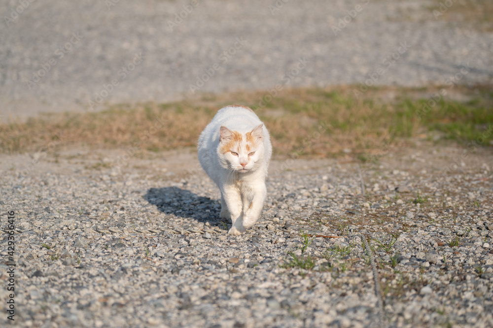 Fototapeta premium 歩く猫