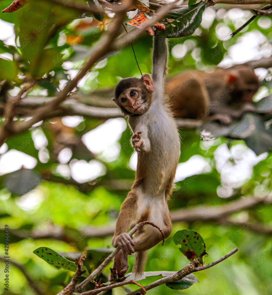 Fototapeta premium Little monkey on a tree in the park