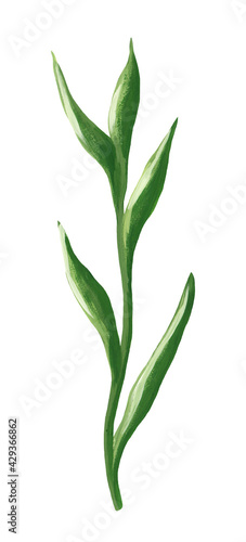 hand drawn green leaves in realistic style isolated on white. raster illustration of a plant with large leaves drawn in gouache paints