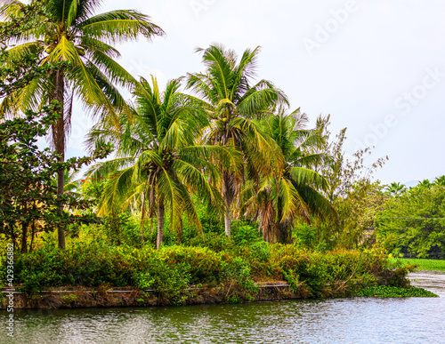 Palm trees grow on the seashore