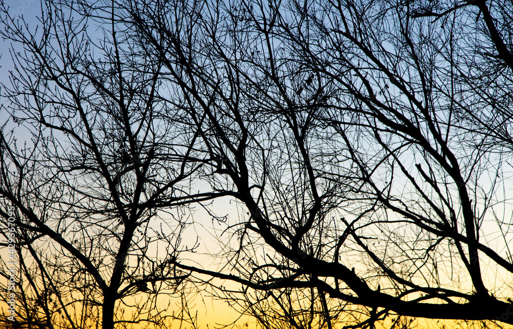 Bare branches of a tree at sunset. Bare branches of a tree at sunset.