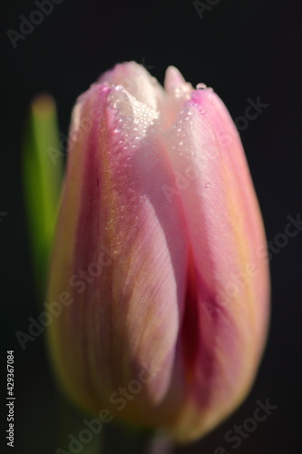 Tulips UK