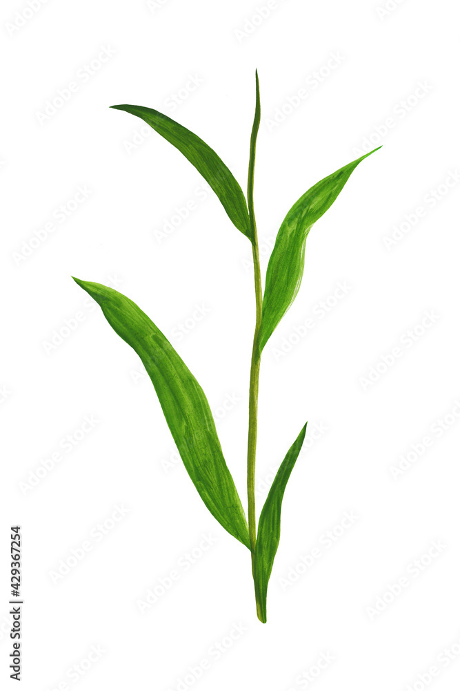 Obraz premium tea branch with leaves drawn by hand in gouache and isolated on white