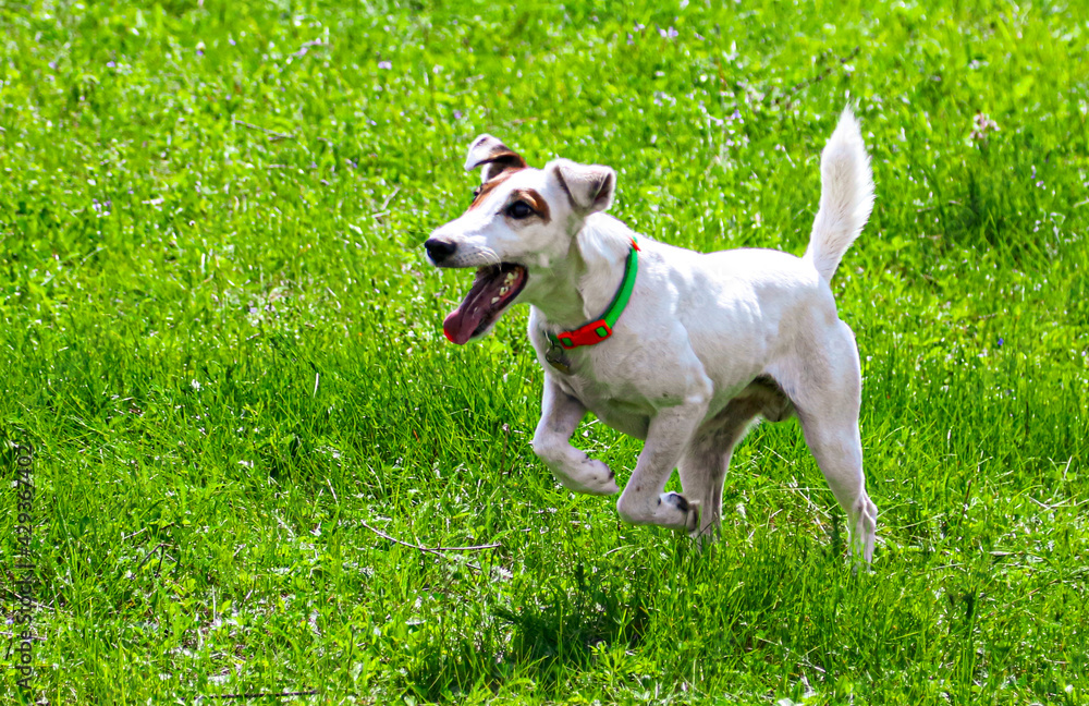 The dog runs on the green grass The dog runs on the green grass
