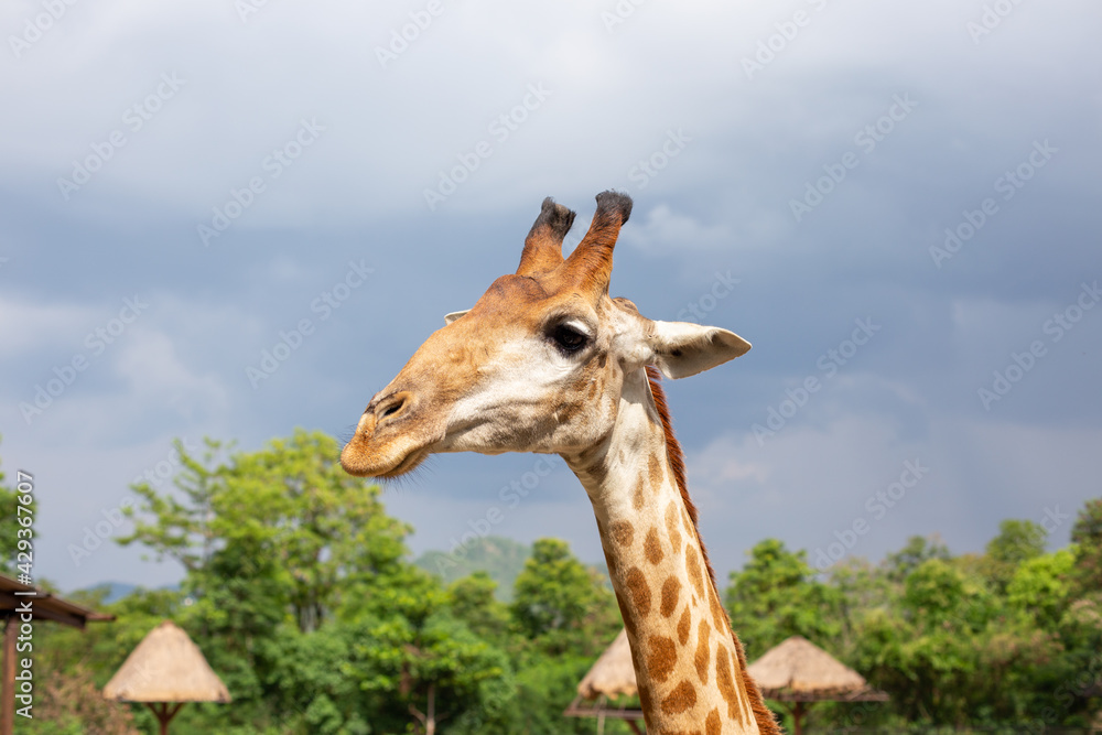 Fototapeta premium A close-up picture of a giraffe on the farm. There are tourists to feed and are about to come and eat carrots.