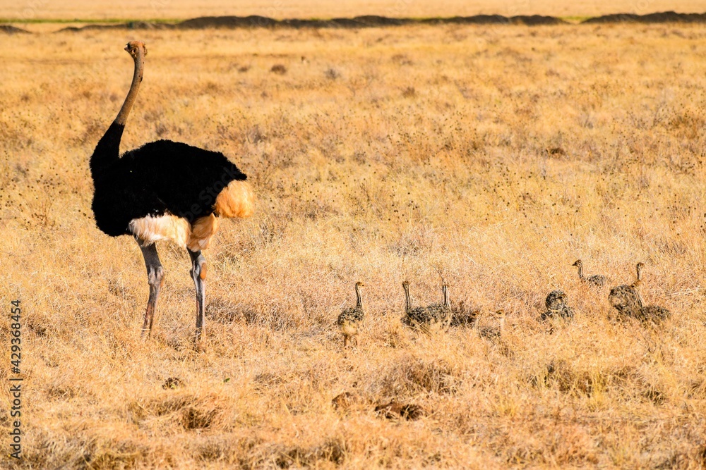 Naklejka premium ostrich family in tsavo national park