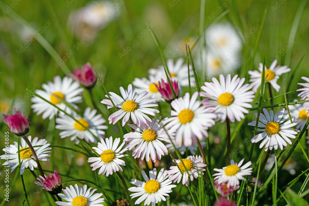 Fototapeta premium Gänseblümchen, Bellis perennis, in einer Nahaufnahme