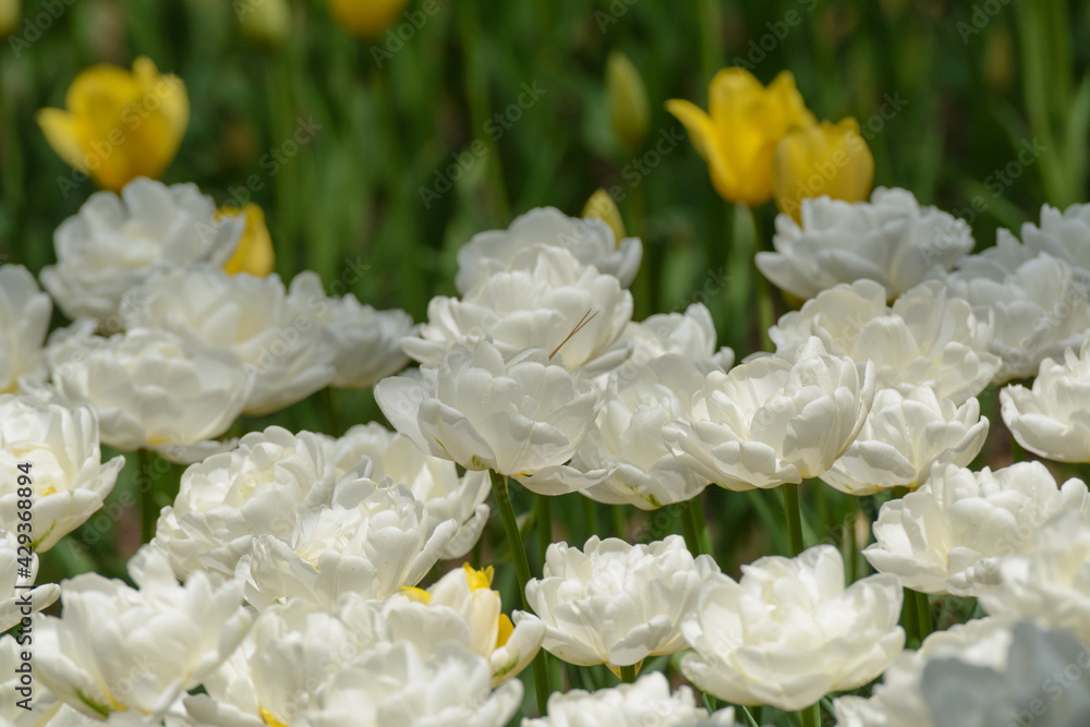 Fototapeta premium チューリップ