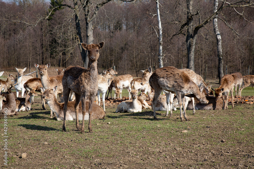 deer, tier, natur, gras, herde, wild lebende tiere, bauernhof, kuh, säugetier, abgrasen, wild, ackerbau, feld, kuh, tier, hausesel, hirschkuh, wiese, rinder, green, wald, park, damhirsch, gräser, brau