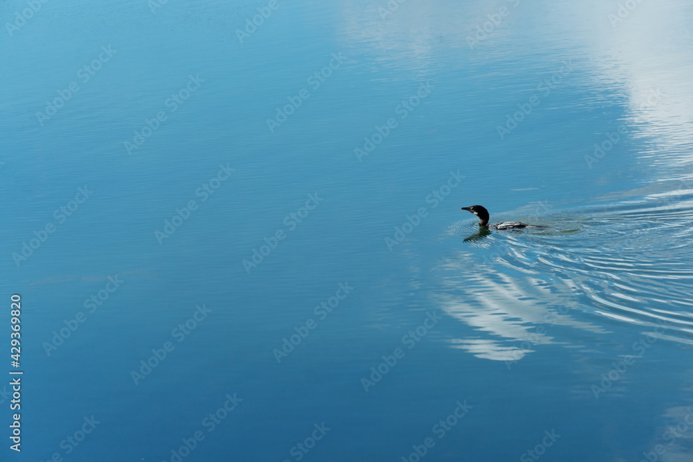 black cormorant waterfowl bird swimming in blue lake