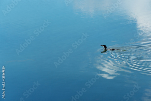 black cormorant waterfowl bird swimming in blue lake