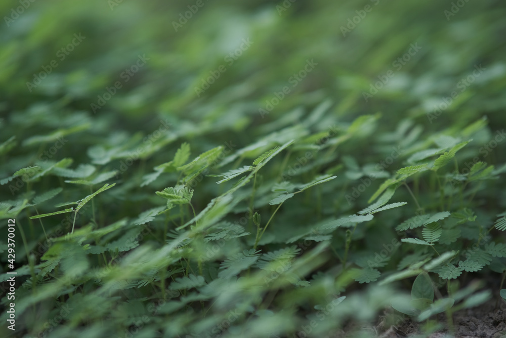 Beautiful little green grass background picture Coexist densely on the ground