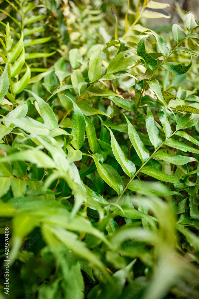 Green leaf texture background. Tropical plants close up. Green leaf texture background. Tropical plants close up.