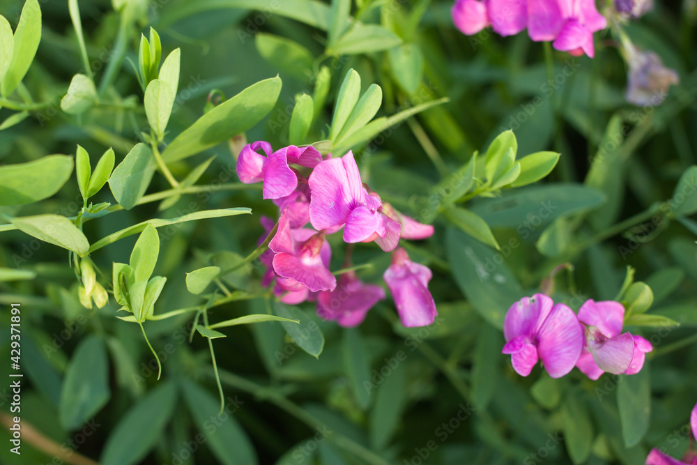 pink flowers of meadow pea (Lathyrus tuberosus) in a summer meadow, selective focus pink flowers of meadow pea (Lathyrus tuberosus) in a summer meadow, selective focus