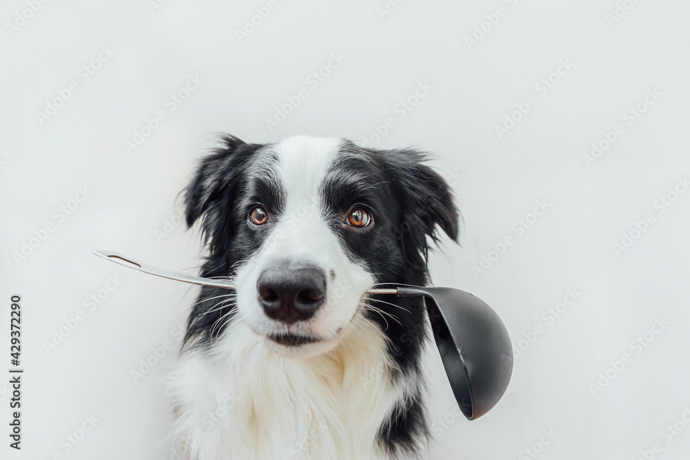 Funny portrait of cute puppy dog border collie holding kitchen spoon ladle in mouth isolated on white background. Chef dog cooking dinner. Homemade food restaurant menu concept. Cooking process