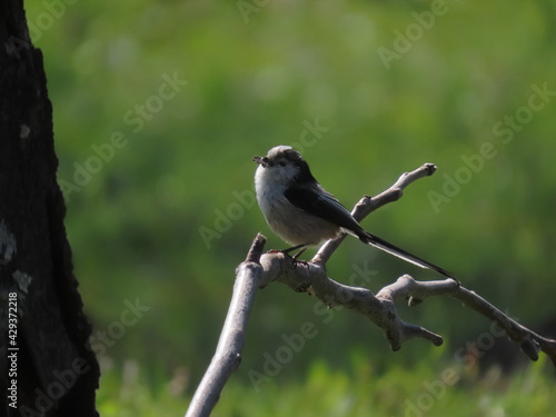 Long-tailed tit (Aegithalos caudatus) perched on a tree branch in front of it's nest with nesting material in it's beak.