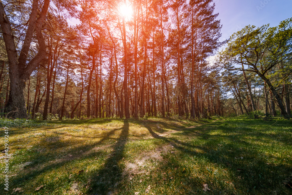 Fototapeta premium Forest trees. nature green wood sunlight backgrounds.