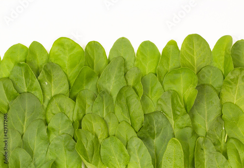 Bunch of spinach leaves on isolated white background