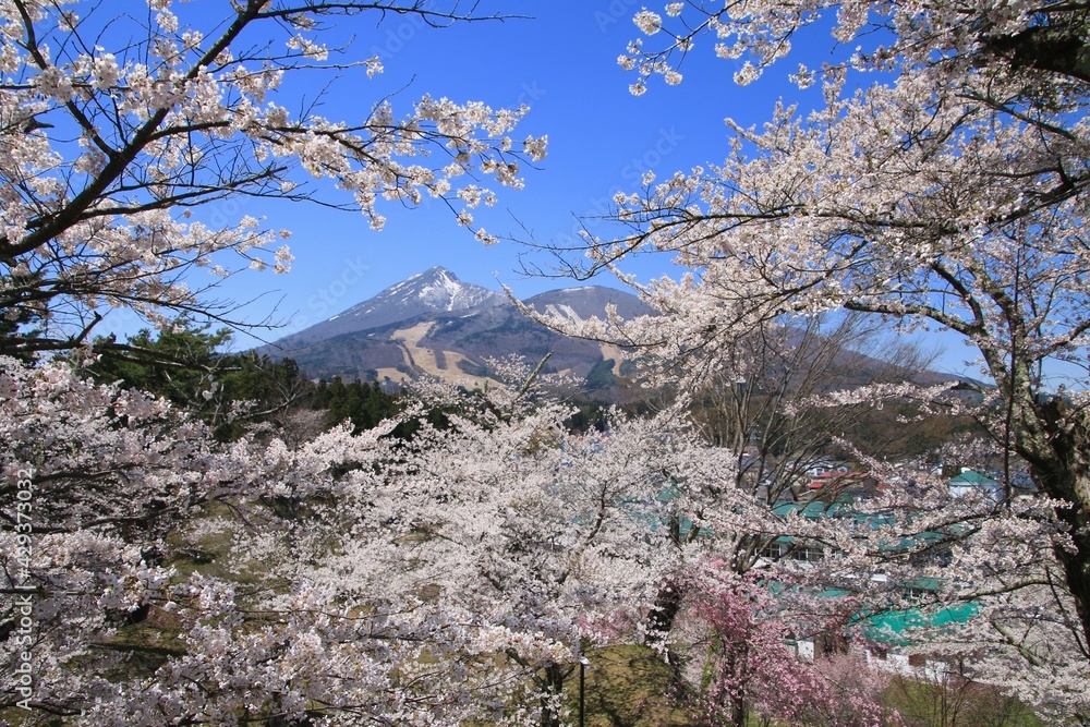 亀ヶ城跡からの磐梯山と桜（福島県・猪苗代町）