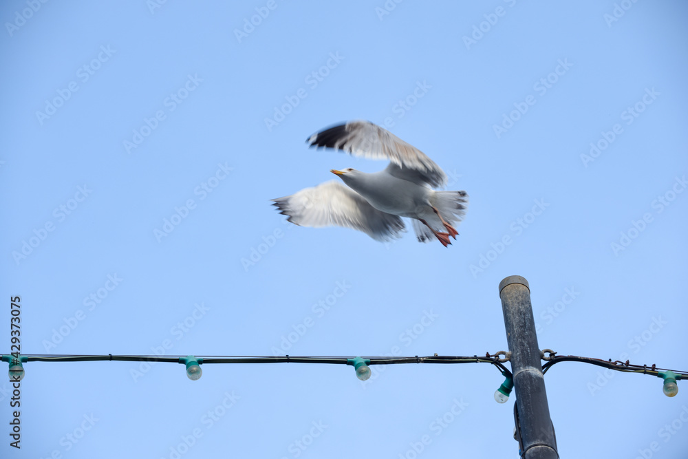 Seagull takes flight from a post over blue sky Seagull takes flight from a post over blue sky