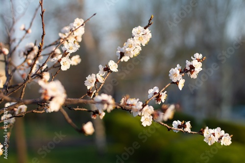Flowering apricot branches
