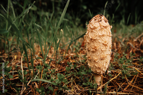 close up of a Shaggy Mane (Coprinus comatus) mushrooms