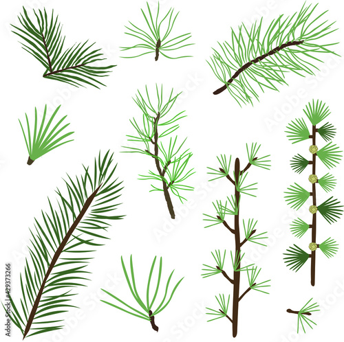 Set of collection of green natural forest pine  Christmas tree  needles branches of greenery  pine needles. Decorative winter seasonal editable  isolated art set. Vector graphics 
