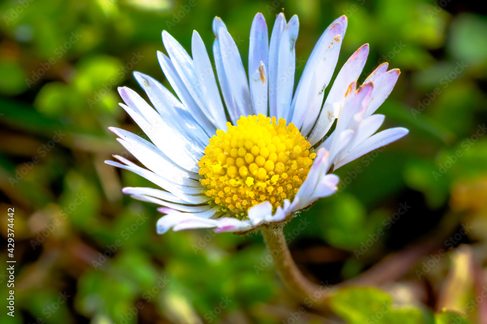 Obraz premium Bellis prennis a kind of daisy in focus