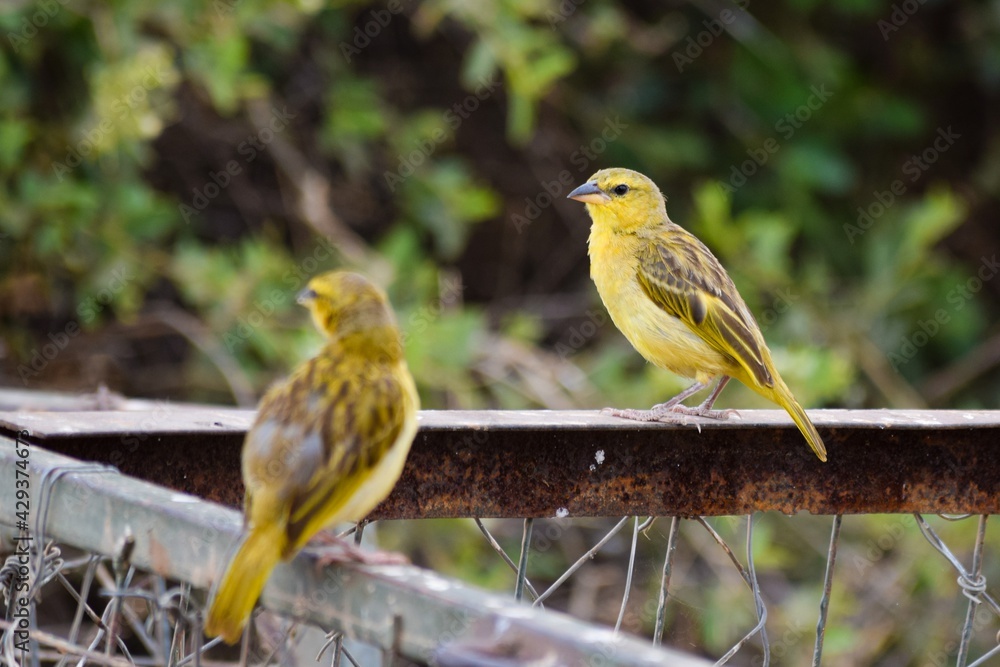 view of Brimstone Canary in amboseli national park