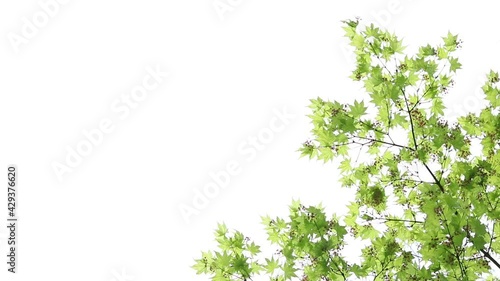 花が咲いた日本の新緑のモミジと白背景