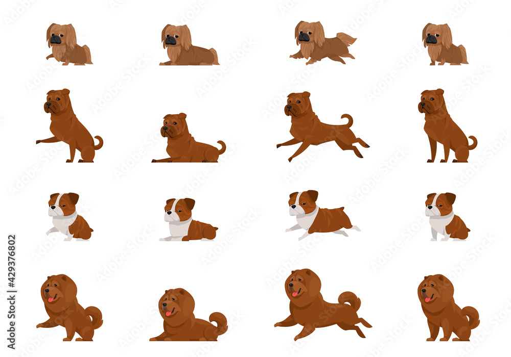 Set of dogs in different poses. Pekingese, Shar Pei, English Bulldog and Chow-Chow in cartoon style.