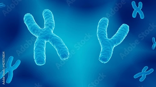 XY chromosome pair, male 23. chromosome pair carrying the DNA photo