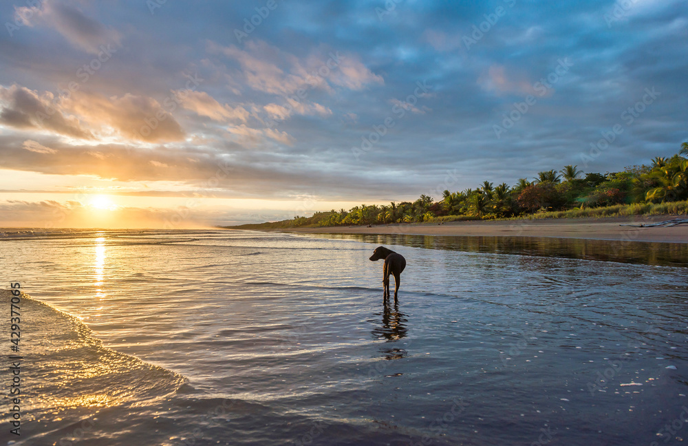 Beautiful sunset sky with along black dog on the beach in Matapalo, Costa Rica. Central America. Sky background on sunset. Tropical sea. Beautiful sunset sky with along black dog on the beach in Matapalo, Costa Rica. Central America. Sky background on sunset. Tropical sea.
