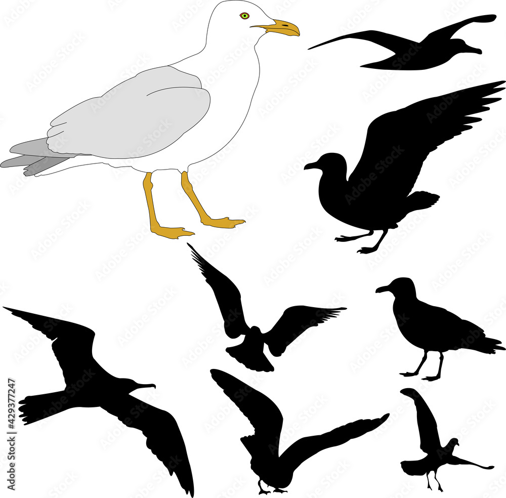 seagull illustration and silhouettes - vector
