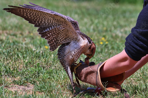 Falke Handschuh