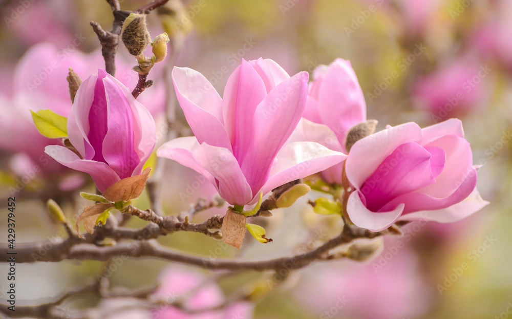 Obraz premium Magnolie