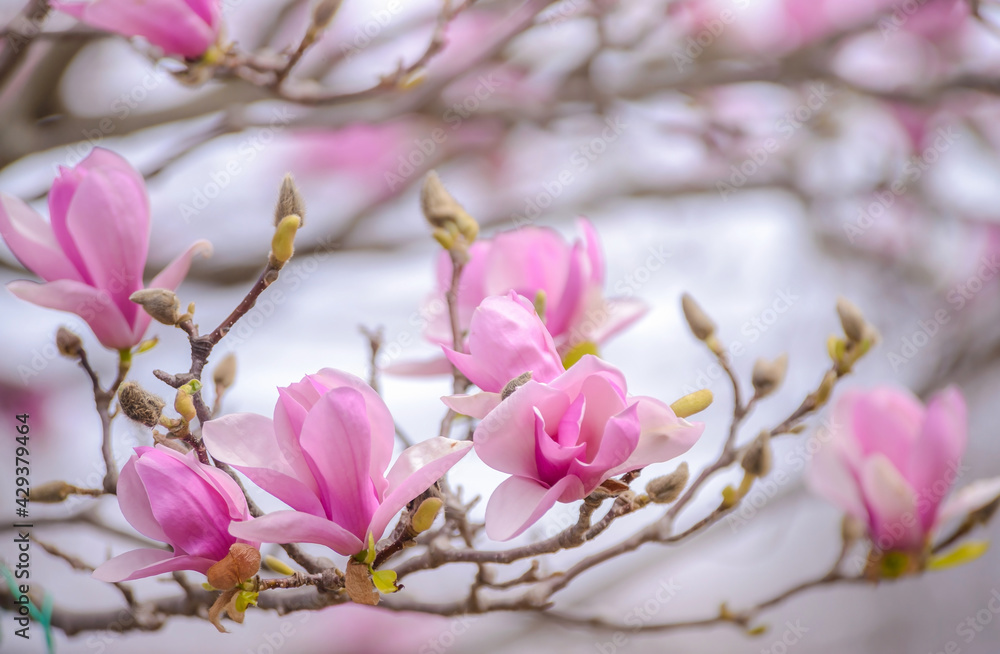 Magnolie Magnolie