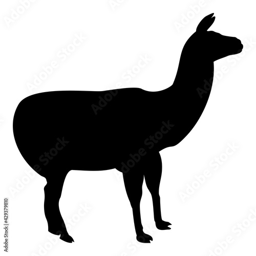 Silhouette alpaca llama lama guanaco black color vector illustration flat style image