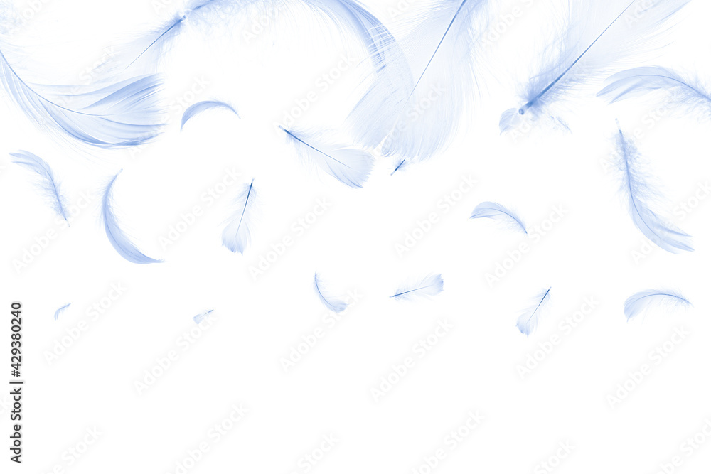Feather close up. Nature abstract bird feather texture isolated on white background for pattern wallpaper. Fashion color trends spring summer. Feather close up. Nature abstract bird feather texture isolated on white background for pattern wallpaper. Fashion color trends spring summer.