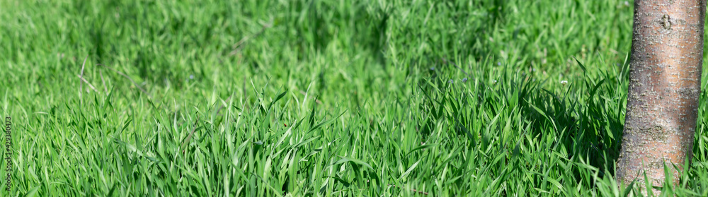 Panorama of green grass under a tree, lawn in an apple orchard.